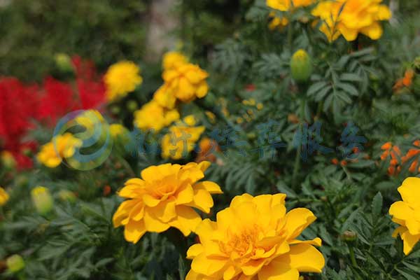 沈陽喪葬服務(wù)